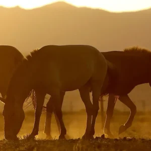 Fabricante de ração é processada por mortes de cavalos e riscos à saúde
