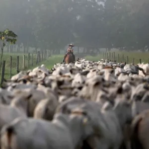 Possível corte de tarifas dos EUA impulsiona alta do boi gordo na B3
