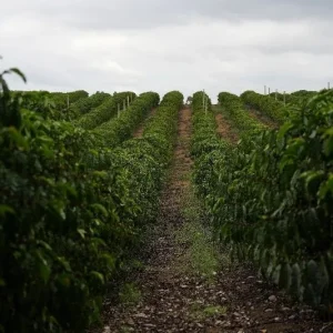 Vendas da safra nova de café do Brasil seguem lentas, diz Safras