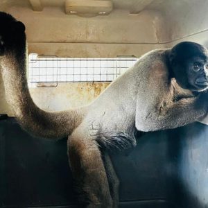 Dois macacos-barrigudos resgatados em MT são enviados para santuário