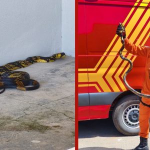 Cobra caninana de dois metros é encontrada dentro de casa em MT