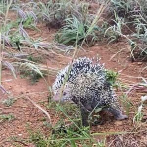 Porco-espinho é encontrado em armário de cozinha e resgatado pelos bombeiros em MT