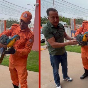 Arara-canindé atingida por carreta é resgatada às margens da BR-070