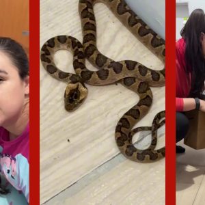 VÍDEO: mulher vai ao banheiro durante a madrugada, encontra cobra e decide voltar a dormir em MT