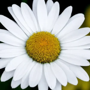 Qual sua flor de aniversário? Conheça a espécie que rege cada mês