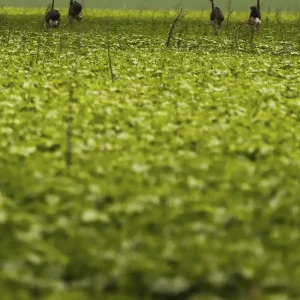 CMN passa a exigir fotos com localização comprovada em seguro rural