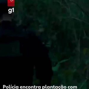 Traficantes invadem fazenda e polícia encontra mais de 5 mil pés de maconha em MT; vídeo