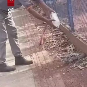 VÍDEO: trabalhador tenta dar água para lagarto, é atacado e perde parte do dedo em MT