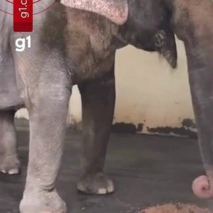 Elefanta Baby chega a santuário em MT após dois anos de espera desde fechamento de zoológico