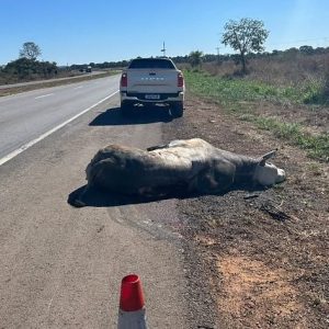 Volvo fica destruído após atingir touro na BR-163, mas tecnologia salva vida de médico
