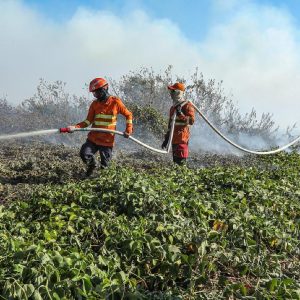 Corpo de Bombeiros divulga lista de classificados para brigadas temporárias que atuarão no combate aos incêndios em MT | Cliquef5