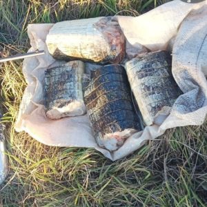 Sema apreende 22 quilos de pescado e de carne de jacaré em Poconé