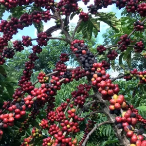Exigências regulatórias da UE podem embarreirar pequenos cafeicultores