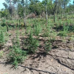 PM impede a 70ª invasão de terra e apreende plantação de 5 mil pés de maconha em Luciara