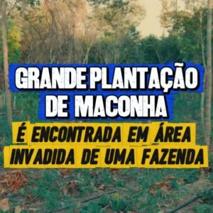 CRIMINOSOS INVADEM FAZENDA E CULTIVAM 5 MIL PÉS DE MACONHA 

Uma mega plantação …