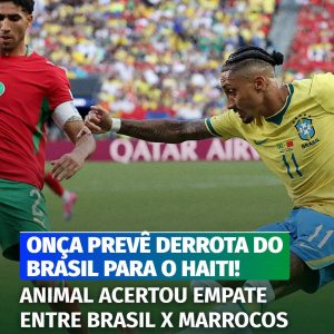 Animal conhecido por prever resultados do Brasil aposta no Haiti

 Detalhes logo…