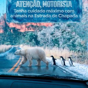 IXFRIÔ DEMAISSSSSe encontrar um urso polar na Estrada de Chapada, talvez o fr…
