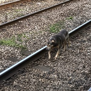 Cachorro acessa área proibida, desafia tentativa de resgate e movimenta estação inteira; Veja vídeo