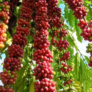 Cafeicultura de Colniza bate recorde de produtividade com apoio da Empaer
