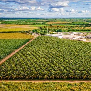 Fim da escala 6×1 pode elevar demanda por mão de obra no campo