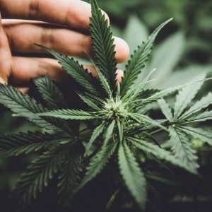 Cannabis pode elevar testosterona em homens jovens, indica estudo