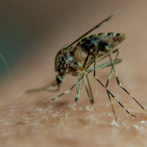 Por que os mosquitos picam mais algumas pessoas do que outras?