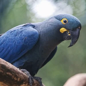 Lista de fauna ameaçada tem 180 animais incluídos e 150 retirados