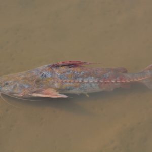 Explosão de peixe abotoado muda rotina no Rio Teles Pires