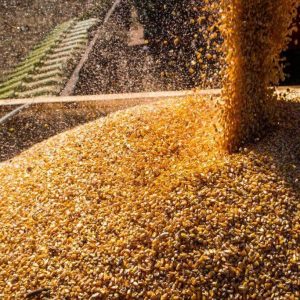Queda do milho perde força com preocupações climáticas e mercado mais cauteloso
