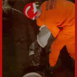 VÍDEO: saruê 'salta' ao ser devolvido à natureza após resgate em quintal de casa em MT