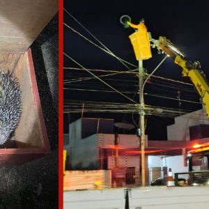 Porco-espinho sobe em poste de 15 metros, fica preso e é resgatado em MT