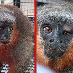 VÍDEO: macacos zogue-zogue resgatados com problemas de saúde e ferimentos são soltos em MT