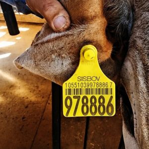 Conferência nacional debate implantação da rastreabilidade bovina obrigatória até 2032