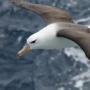 Reduzir morte de albatrozes implica mudanças na pesca em alto-mar