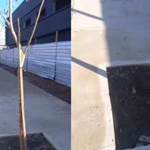 Vídeo: árvores retiradas de rua em Cuiabá são replantadas