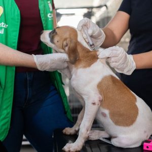 Cuiabá realiza mutirão gratuito de vacinação para cães neste sábado (20)