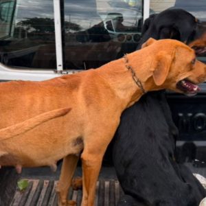Quatro cães são resgatados em situação de maus-tratos em Barra do Garças (MT)