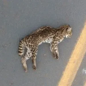 Estudo encontra fungo Sporothrix em animais atropelados no PR