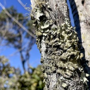 Reserva Ecológica do IBGE no DF passa a ter gestão apoiada pelo ICMBio