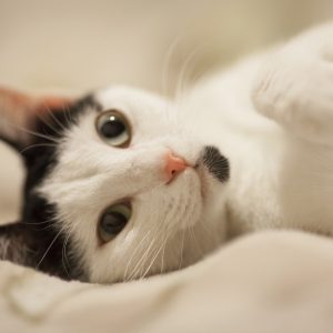 Se você está se sentindo estressado, talvez seja melhor não acariciar seu gato, sugere estudo
