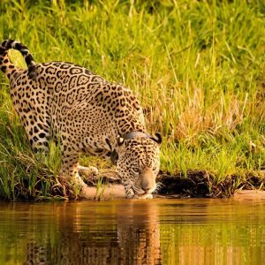A criatividade que ajuda os brasileiros a reconhecer onças do Pantanal