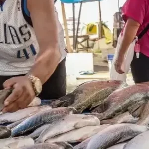 UE realiza auditoria e Brasil espera retomar exportações de pescados