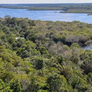 Fundo Amazônia quadruplica ritmo anual de aprovações desde 2023