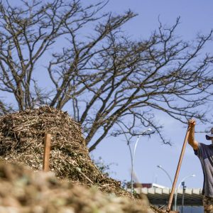 Sistemas agroecológicos de quatro biomas são criados em Brasília
