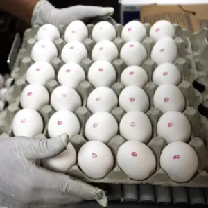 Ovos processados têm melhor resultado desde 2006 nas exportações