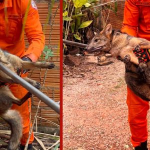Cachorro-do-mato é resgatado dentro de casa após apresentar comportamento agressivo em Cáceres (MT)