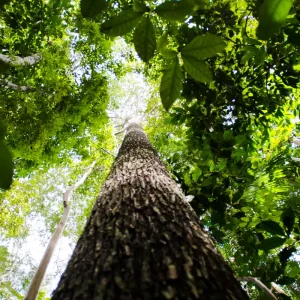 BNDES busca mobilizar até R$ 6 bi para mercado de crédito de carbono