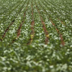 Reunião com bancada do agro termina sem acordo sobre dívidas rurais