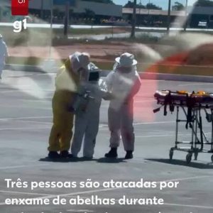 Três pessoas são atacadas por abelhas durante retirada de colmeia em estátua da Havan em MT
