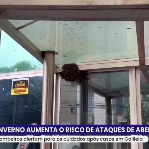 Criança alérgica é atacada por marimbondos em fazenda de MT